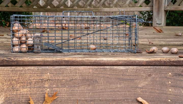 Professional-Wildlife-Control in Houston