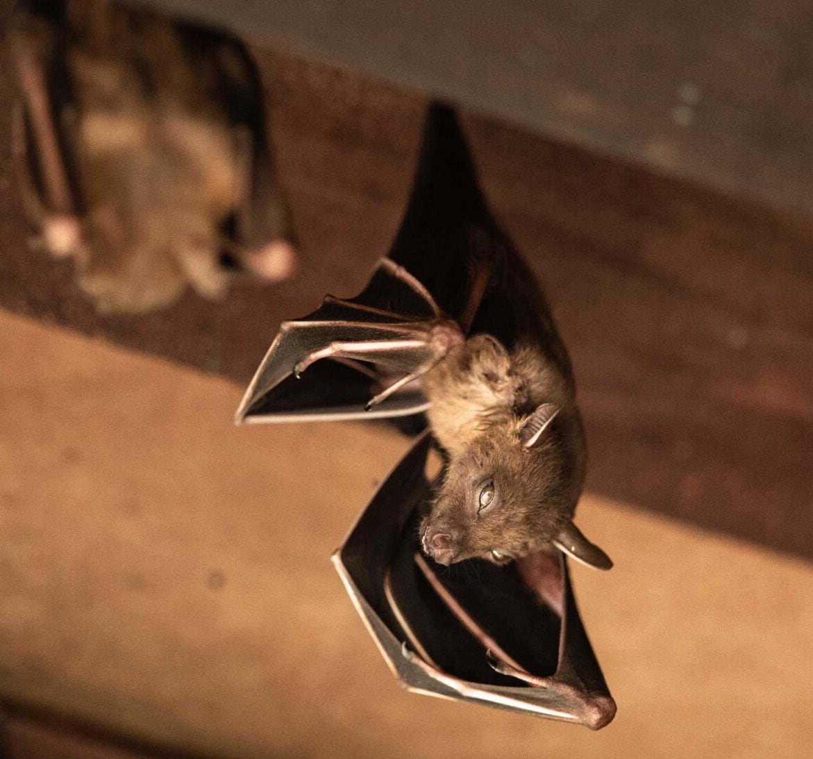Wildlife-Bats in Houston